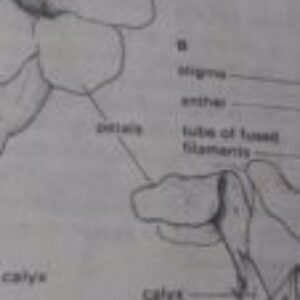 Profile photo of Samuel