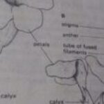 Profile photo of Samuel