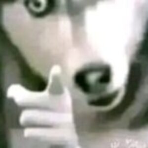 Profile photo of Thomas